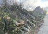 Baumrodungen: Landesbetrieb zahlt 58.000 Euro an die Stadt Schwerte