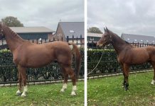 Zwei Pferde suchen ein neues Zuhause