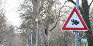 Krötenwanderung beginnt: Lichtendorfer Straße zeitweise gesperrt
