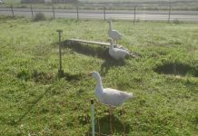 Gänseklau? Abigail, Amalie und Onkel Waldo sind weg
