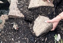 Bürgerin meldet Vogel in Not – Polizei rettet Tier aus Teichnetz
