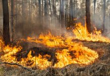 Waldbrandgefahr in NRW steigt deutlich an