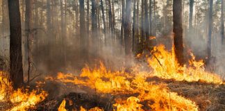 Waldbrandgefahr in NRW steigt deutlich an