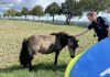 Zwei Ponys sorgen für tierischen Polizeieinsatz in Schwerte